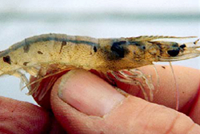 tôm thiếu vitamin C